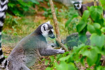 cheerful lemur in an enclosure at the zoo 15