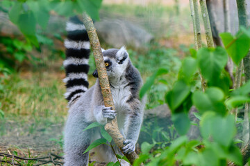 cheerful lemur in an enclosure at the zoo 11
