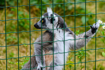 cheerful lemur in an enclosure at the zoo 6