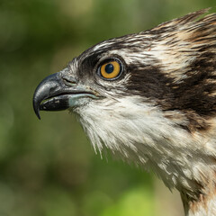 large portrait of an osprey bird of prey