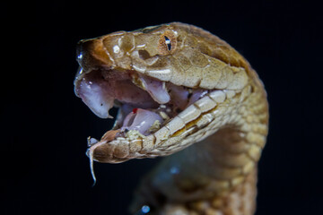 Macro portrait of a copperhead snake.