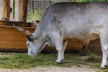 mountain cattle in the zoo 11