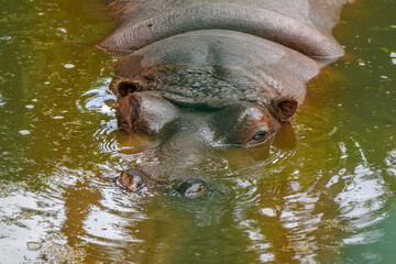 Hippopotamus in the summer at the Riga Zoo 1