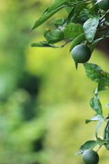 柑橘系薬味　ゆずの実