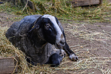 black sheep in summer in riga zoo 2
