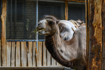 camel in summer at the Riga Zoo 6