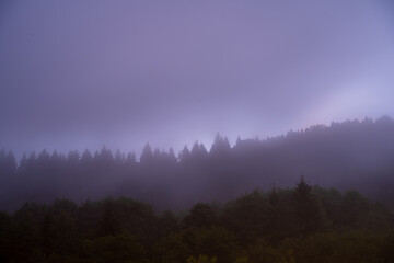 Tree silhouettes in foggy weather at night.