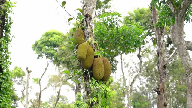 Jackfruit hanging on jackfruit tree in the forest