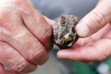 アシナガバチの巣駆除。高齢者男性の手とハチの巣。蜂の幼虫。