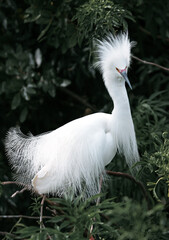 White Egret during mating season at the marsh