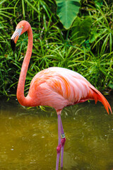 Pink flamingo relaxing on a sunny day in Florida.