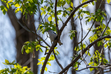 A White-Breasted Nuthatch Perched In A Tree In Spring