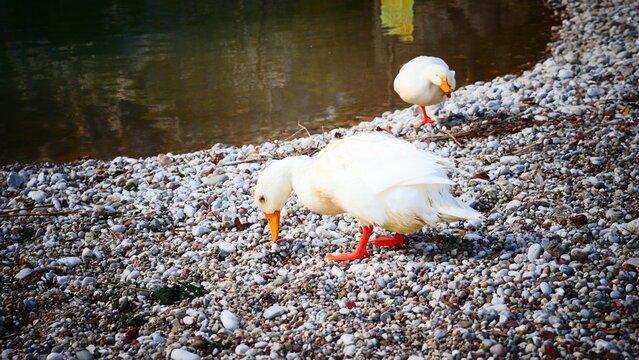 ducks on the lake