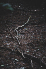 Rama de arbol tirada en el bosque