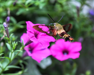 Hummingbird clearwing moth on a flower