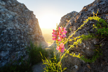Pink Snapdragon Flowers (Antirrhinum majus) at sunset - Zahara de la Sierra, Andalusia, Spain - obrazy, fototapety, plakaty