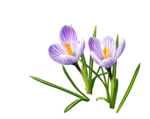 クロッカス　3月撮影