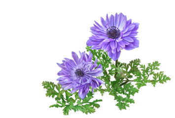 アネモネ　3月撮影