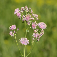 Akeleiblättrige Wiesenraute