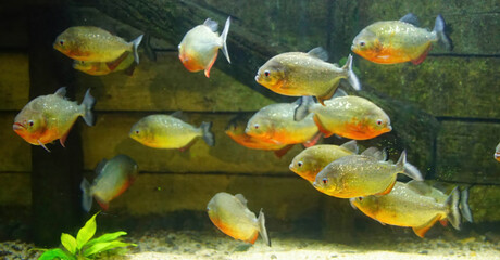 Red bellied piranha native to South America