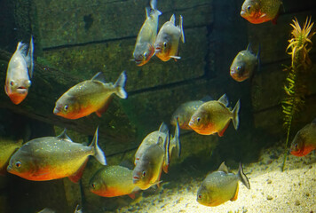 Red bellied piranha native to South America
