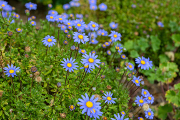 Felicia amelloides celestial blue flowers with yellow center