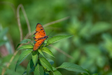 Acraea terpsicore, the tawny coster, is a small, leathery winged butterfly common in grassland and scrub habitats.