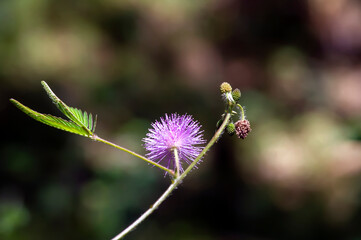 Putri Malu, the shameplant (Mimosa pudica), Mimosa plant, sensitive grass flower