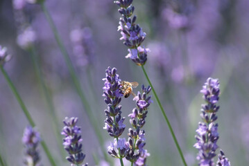 ラベンダー畑で働くミツバチ
