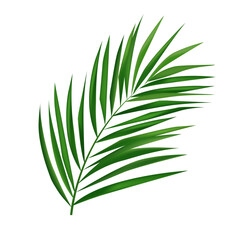 Vector tropical palm leaf isolated on white realistic green summer plant tree tropic branch vector
