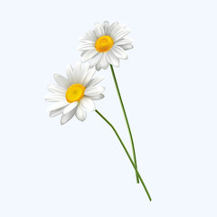 Vector white daisy flower isolated on white background