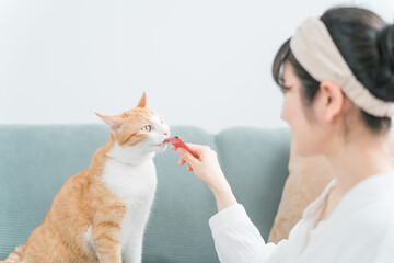 家・猫カフェで猫におやつをあげる日本人女性（餌）
