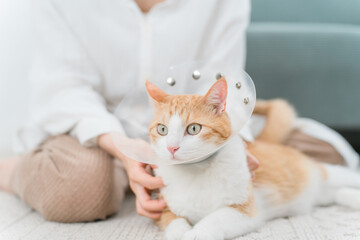 家でエリザベスカラーをつけた猫と飼い主
