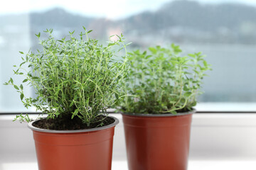 Different fresh potted herbs on windowsill indoors, closeup