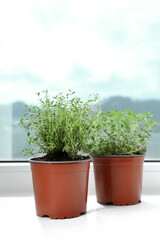 Different fresh potted herbs on windowsill indoors
