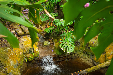 waterfall in the jungle