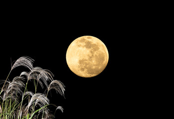 The harvest moon and Japanese pampas grass.