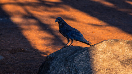 Pinecrest Lake Raven - Pinecrest, CA
