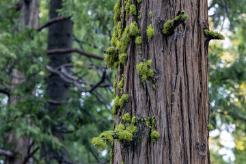 Stanislaus National Forest