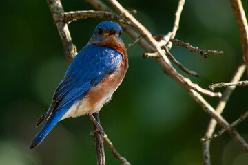 Fototapeta premium Eastern Bluebird Sitting In Tree