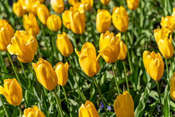 Flower bed of yellow tulips.