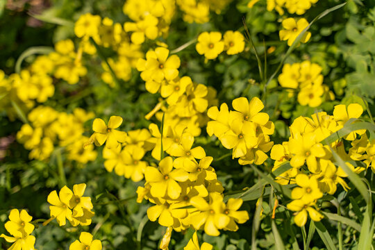 Flower bed of of Bermuda buttercup. 
