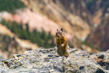 Naklejka na ściany i meble Yellow-pine chipmunk (Tamias amoenus) sitting on a cliff in Yellowstone National Park.