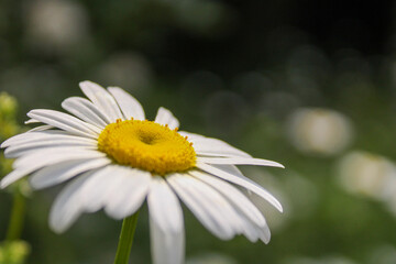 daisy and bee