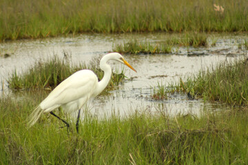 great egret
