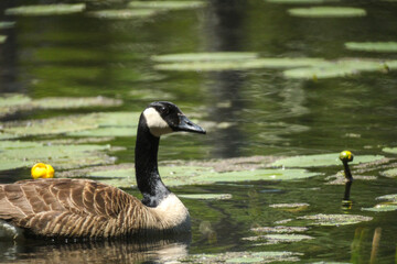 country goose family
