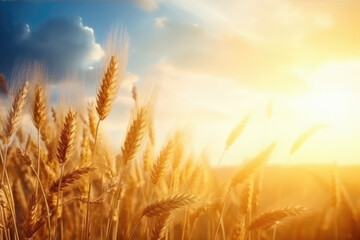 Golden Wheat Field at Sunset Abstract Background