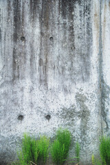 Obraz premium コンクリートの壁と緑