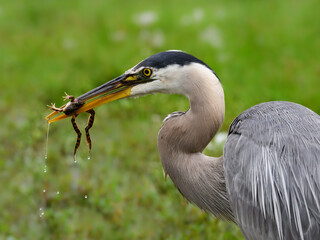 Great Blue Heron standing on green grass and holding a frog in its bill, closeup portrait