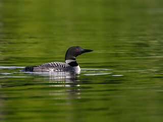 Common loon swimming in green water, portrait